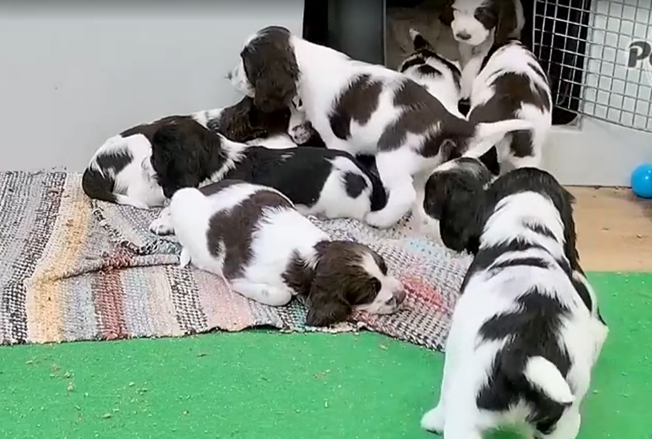 Huomioita pentujen elämästä